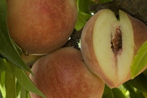 Babcock peach